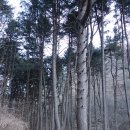 천마산 (천마산에서 복두산을 연결하는 천마지맥 호젓하고 긴 낙엽능선길) 이미지