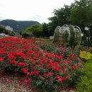 서천 장미공원 이미지