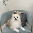 도그드살롱 이미지