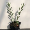 올리브나무 - 성남시 중원구 은행로7번길 24 | 올리브나무