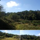 단풍흑염소 농장 이미지