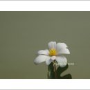 풀꽃 이미지