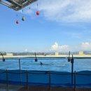 돌고래와펭귄 | 한국에 없는 돌고래쇼! 후쿠오카 마린월드 후기, 펭귄 퍼레이드·대수조쇼까지 완벽 정복