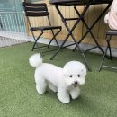 몽시오