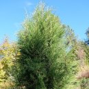 아로마라이프 이미지