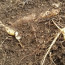 영심농장 이미지