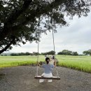 와흘메밀마을 | 제주 메밀꽃 명소 제주도 여행 코스 가을 와흘메밀마을 축제