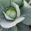 금원농장 이미지