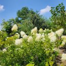 금모래마당 펜션 | 김제펜션 금모래마당펜션에서 바라본 #연화의정원