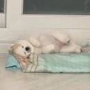 덕산한의원 | 허리디스크 환자인데 돼지인 사람 구경할래말래。