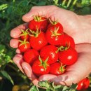 (주)케이에스팜 이미지