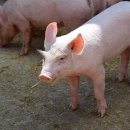 황제돼지국밥 이미지