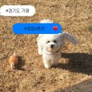 멍멍's | 경기도 애견동반 숙소 | 가평 애견펜션 멍멍's 펜션 후기 🐾