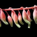 알로에(ALOE)