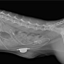 코끼리동물병원 이미지