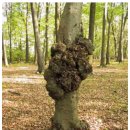 엔랩(N. LAB) 이미지