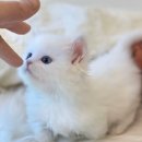 강남고양이분양 호야캣 이미지