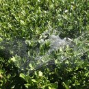 안동영가찜닭 이미지