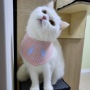 펫 디자인(강아지 옷 만들기) 이미지