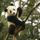 The Man's Dog 이미지