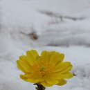 눈속에피는꽃 이미지