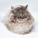 숲속고양이 이미지