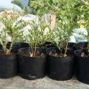 오가네 농장 이미지