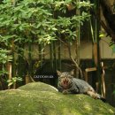 고양이 쉼터 이미지