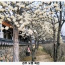 오릉 | 경주 오릉 목련 언제가 좋을까 지금 만개 후기