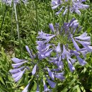 Agapanthus 아가판서스 이미지