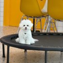 펫프닝 타운 | 천안 애견카페, 펫프닝 타운 후기 (야외 운동장O)