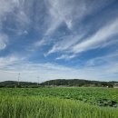홍련마을 | 강화도 교동연꽃마을 후기 여름에 꼭 가봐야 할 연꽃 명소