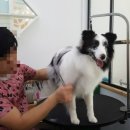 보드레도그 이미지