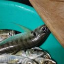 봉래농장 이미지