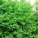 하장초교 이미지