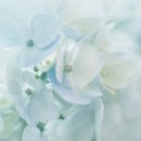 정일사