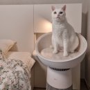 LG 퓨리케어 에어로캣타워 덕분에 쾌적해진 집사와 고양이 라이프