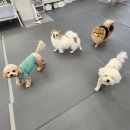 에덴 애견 유치원 호텔 이미지