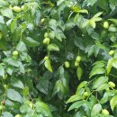 성장농원 이미지