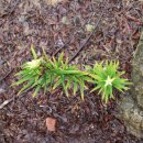 장령산 가든 이미지