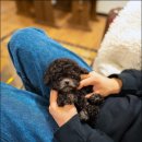 조이퍼피 강아지분양 이미지