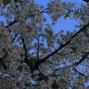 피 엘에이 이미지