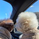 스테이 노네 | 견생 최고의 독채풀빌라 풀스테이 스테이펫(ft.자쿠지, 셀프 스튜디오)