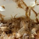 타코밤즈 타코야끼 이미지