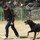 진접애견미용 이미지