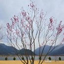 매화공원 광장 이미지