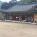 창원 인곡리 모과나무 이미지