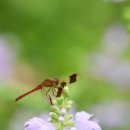 고추잠자리 이미지