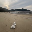 ㈜우리운송 | (인천/중구)삼목선착장-&gt;신도 당일치기 애견동반①방문