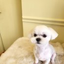 늘, 예쁘개 이미지